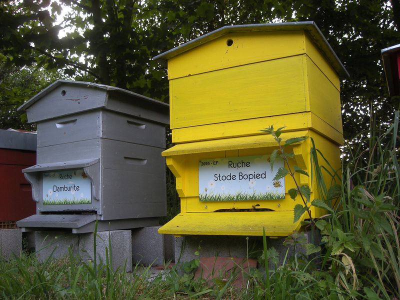 La ruche Stode Bopied